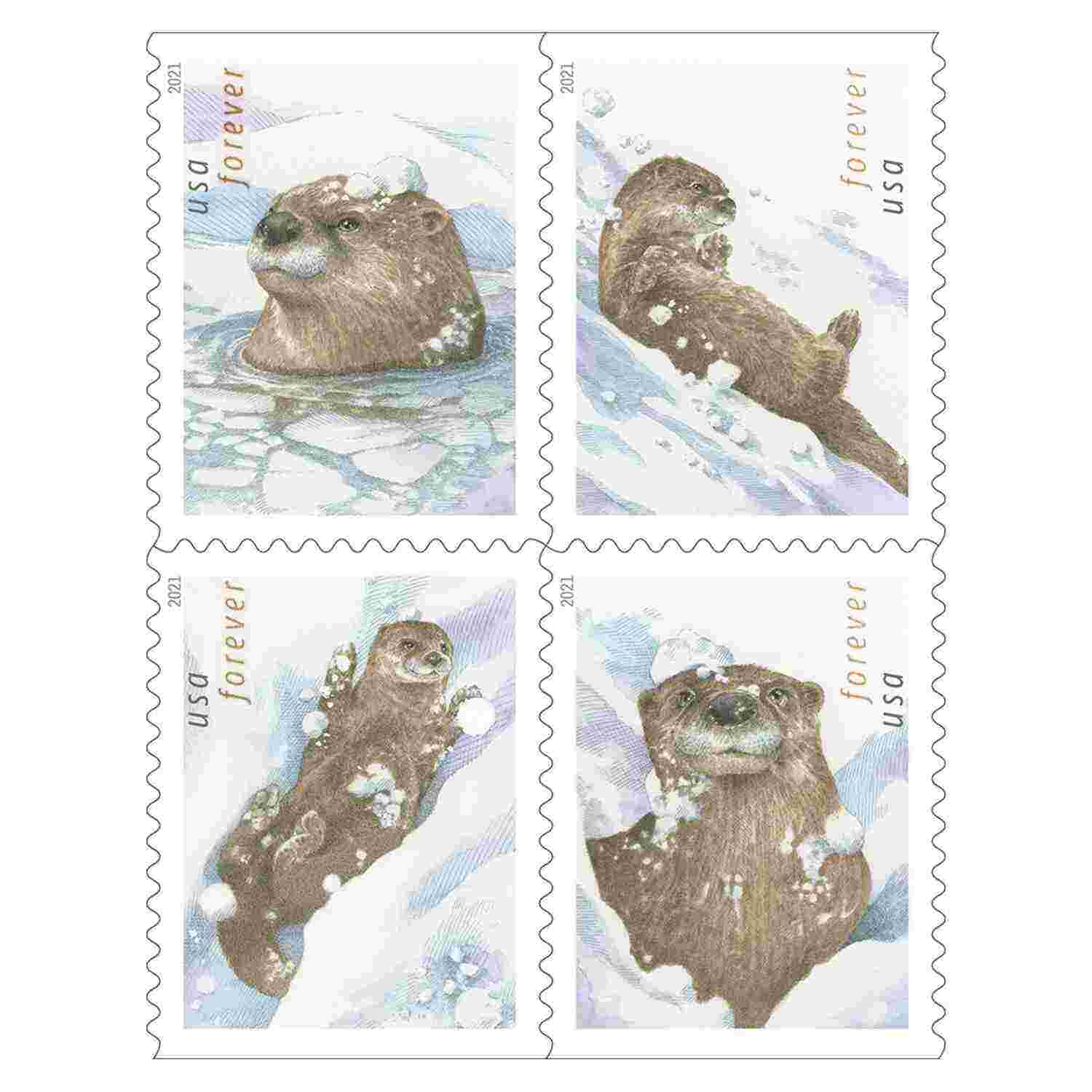 Otters In Snow