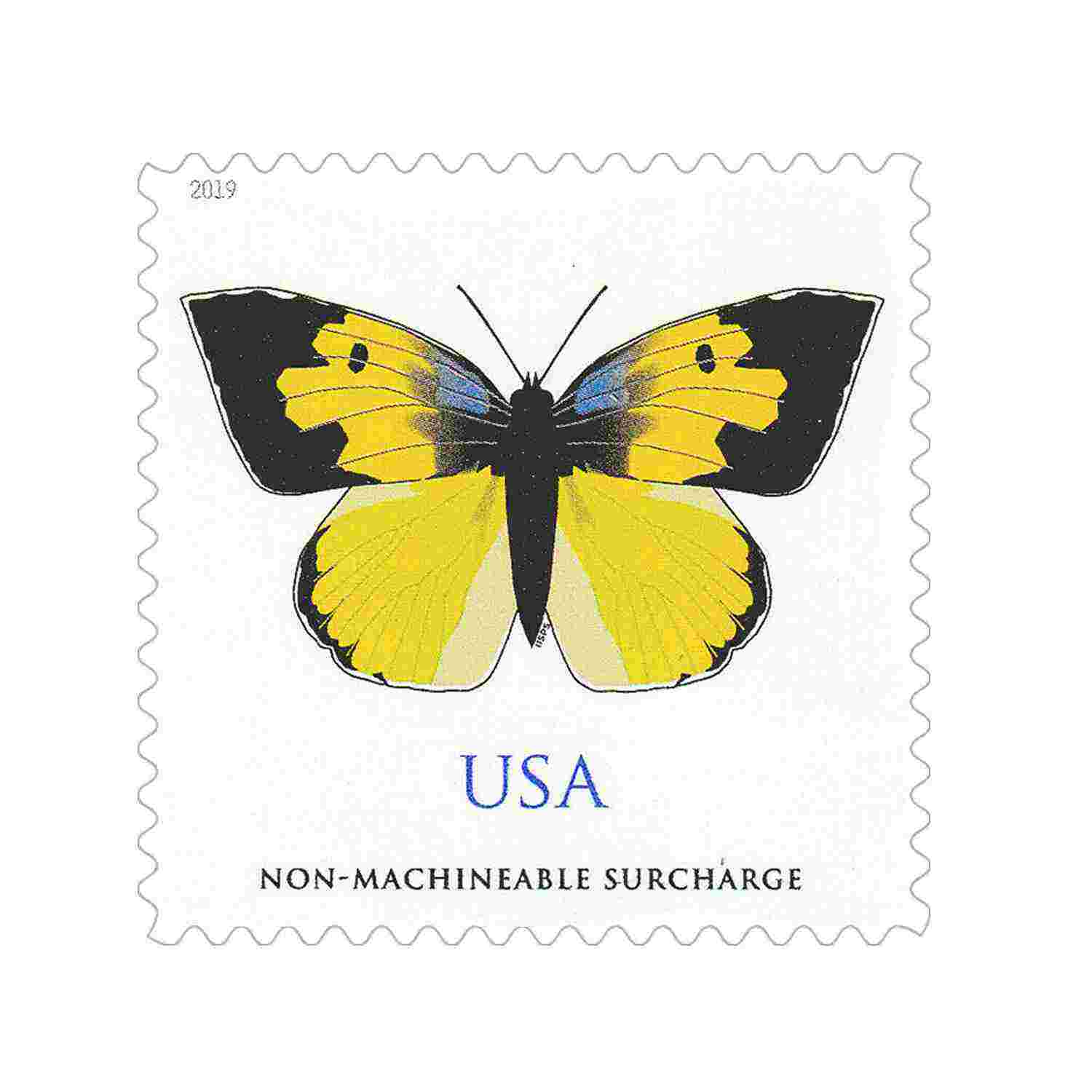 California Dogface Butterfly 2019