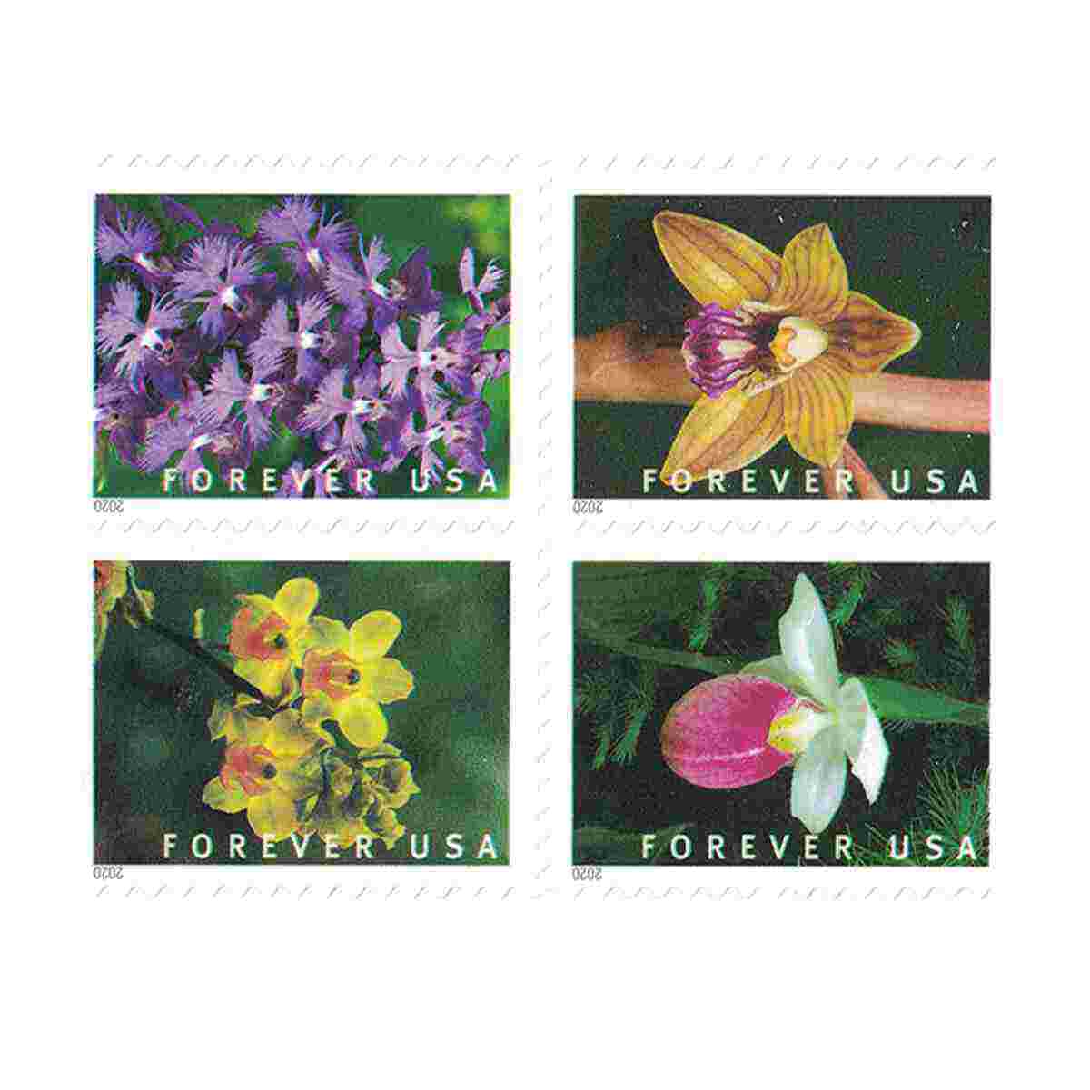 Wild Orchids
